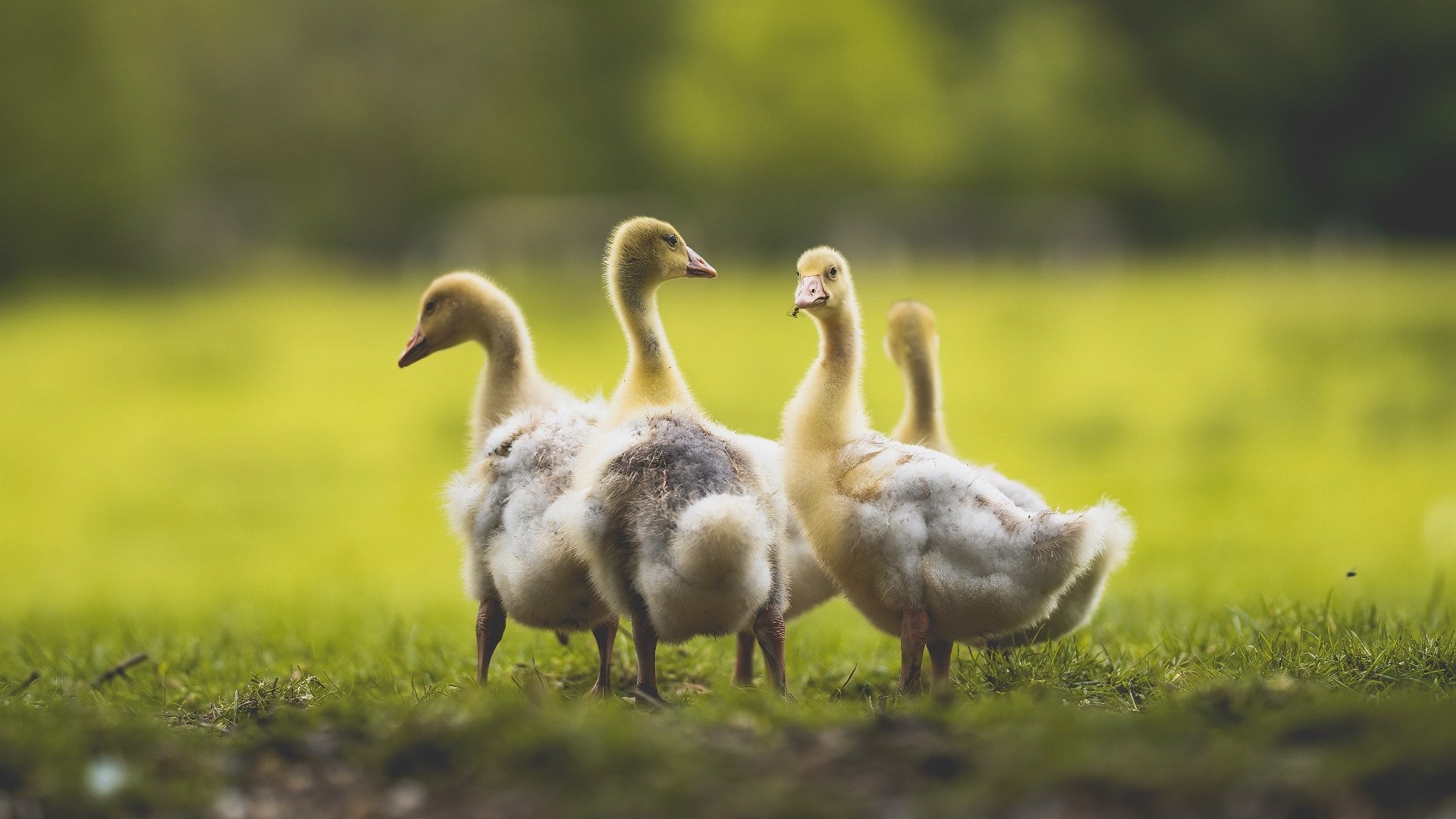 开云平台-_新生代运动员名言：成长路上的励志故事_，运动员人生格言励志