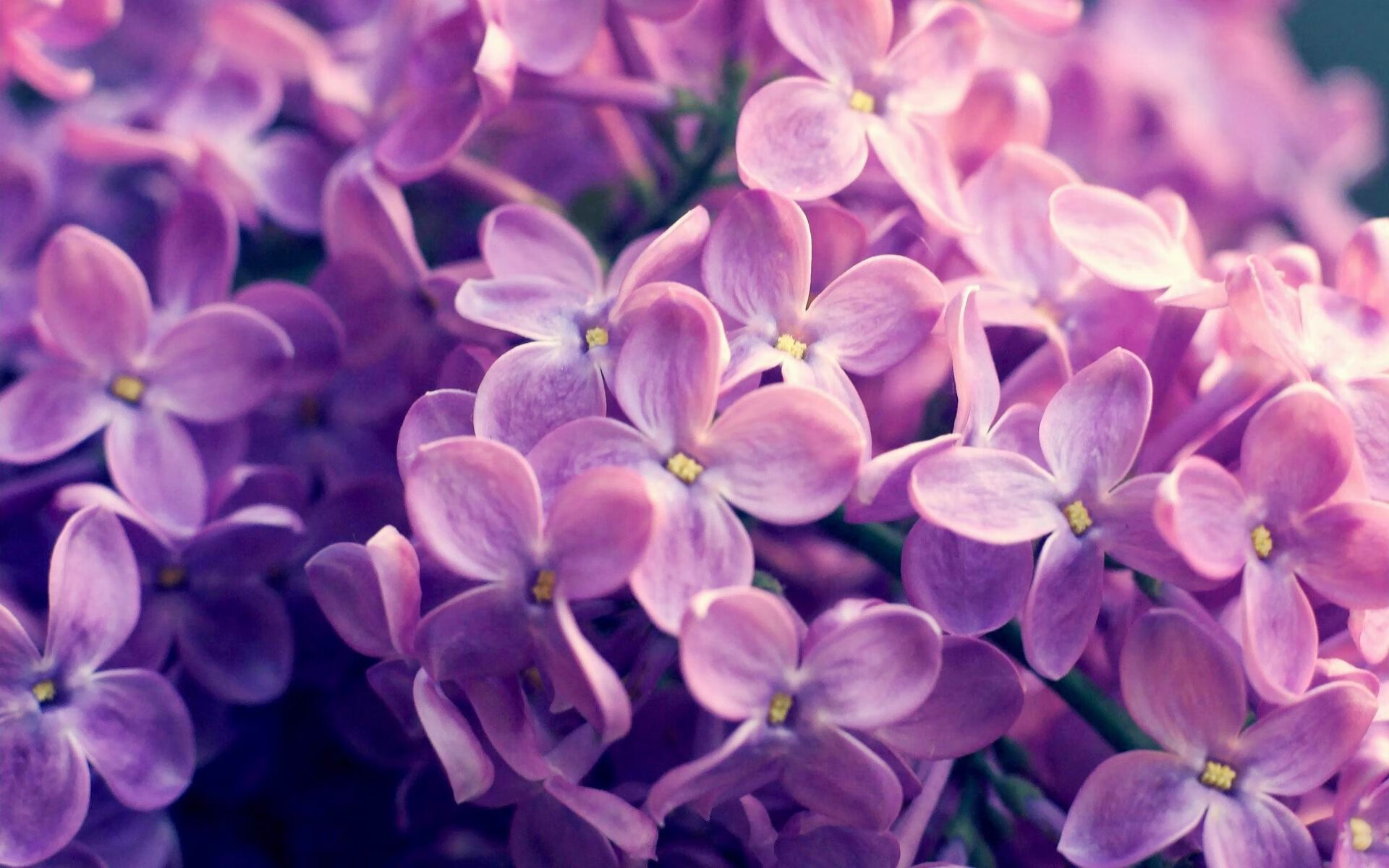 Kaiyun APP-_现代五项：体育多面手的巅峰比拼_，现代五项体育单招