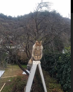 _老鹰队整体表现出色,收获宝贵胜利_,播放老鹰队员