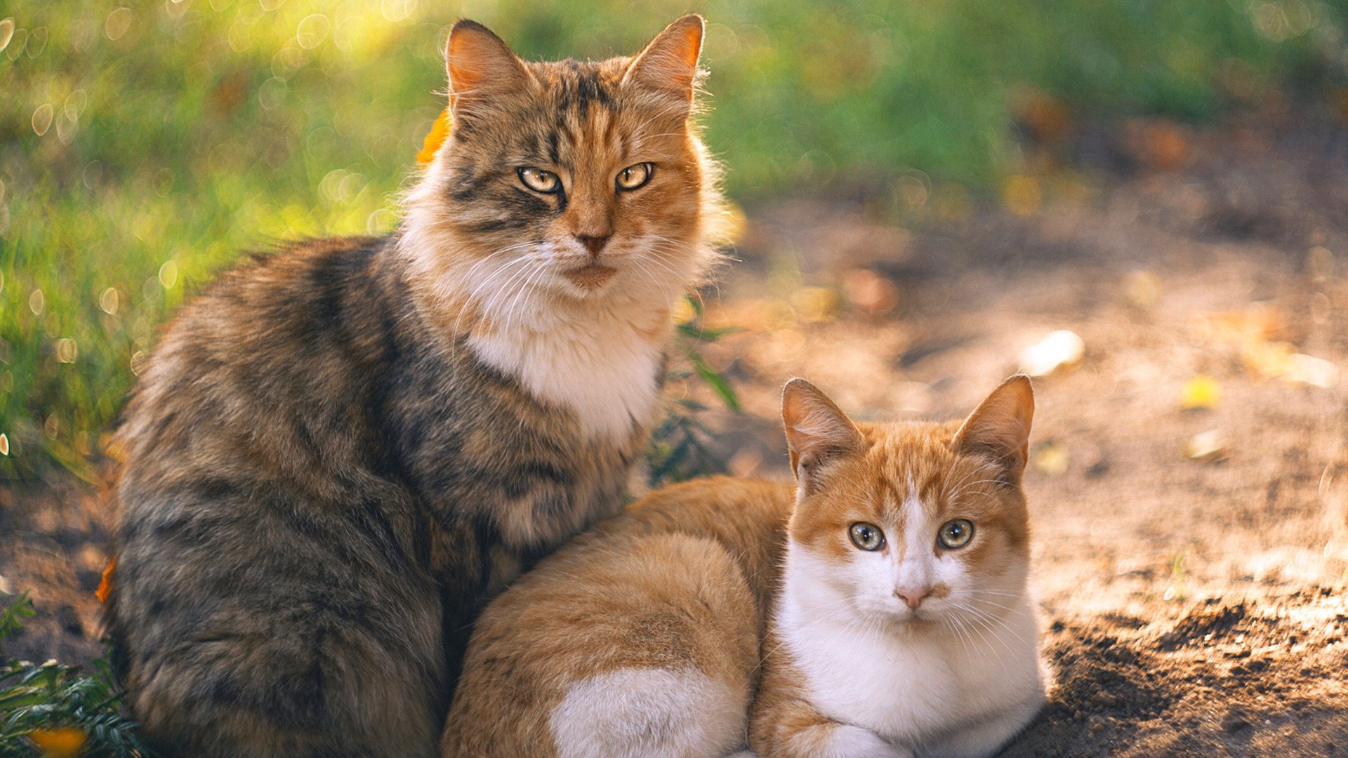 守望先锋 职业联赛竞争异常激烈,守望先锋联赛 竞猜一刻