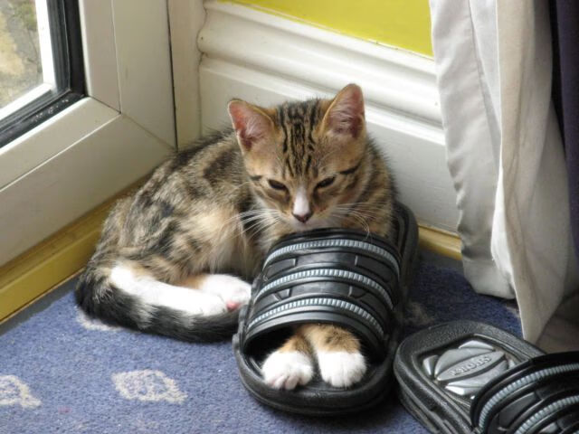 数字化青训“全链条”管理平台在多城市试点,行业迈入智能时代