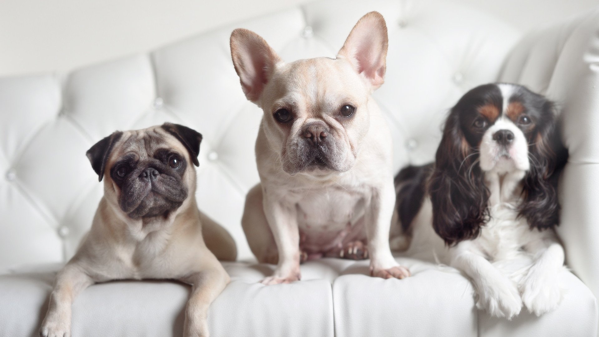 现场高呼:王强的压哨三分点燃全场!