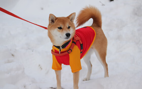 KAIYUN 中国大陆-篮球运动员力量训练计划全面落实，篮球运动员力量素质
