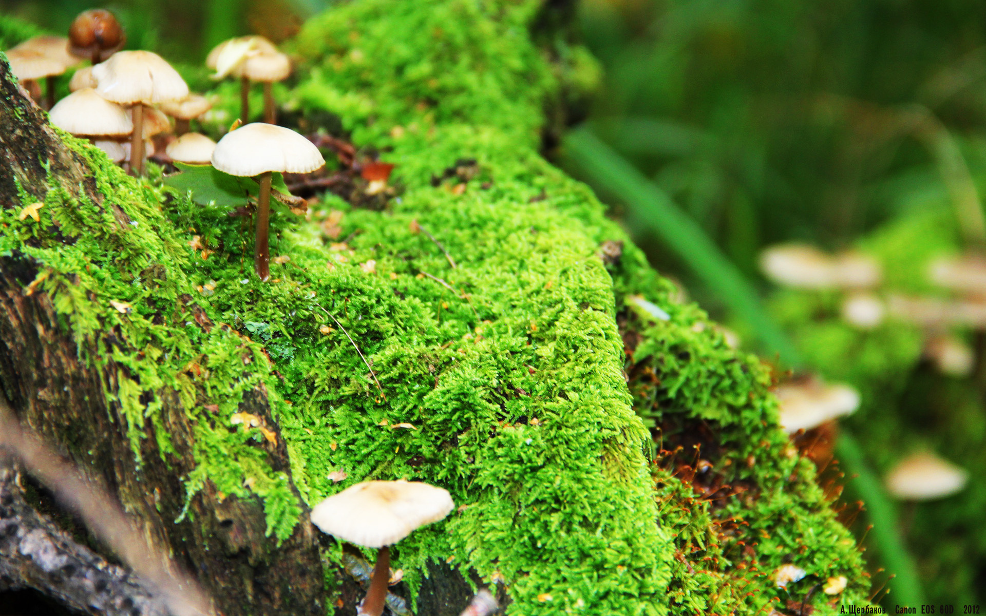 开云中国-英雄联盟年度巡回赛高速发展，吸引全球关注，英雄联盟比赛回溯