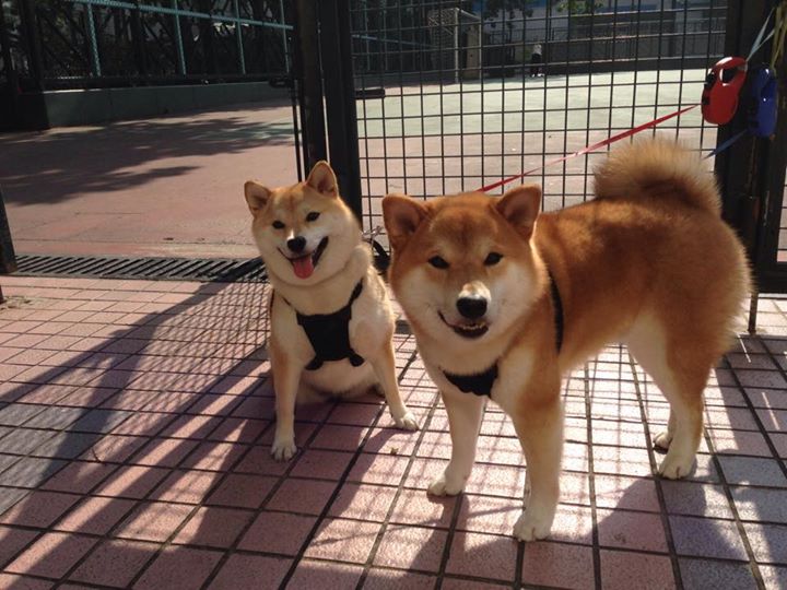 kaiyun登录入口-上海申花备战之际，球迷为他们加油，上海申花队近况