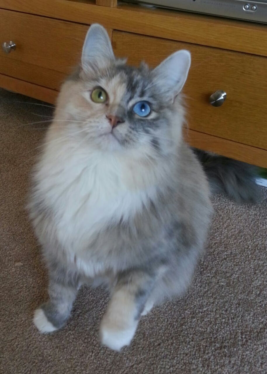 上海申花备战之际,球迷为他们加油,上海申花队近况