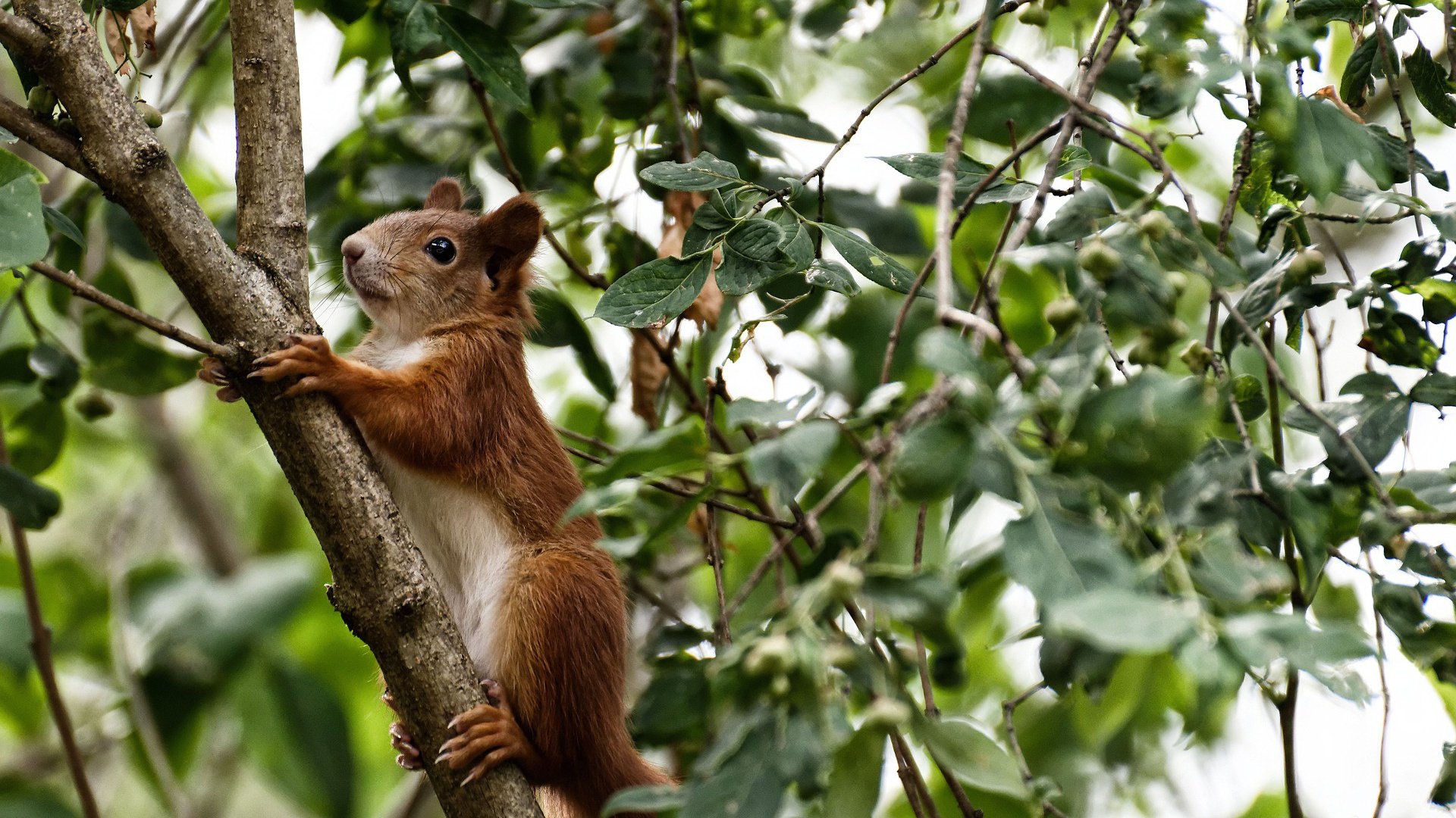中国篮球青年联赛发展分析,全国篮球青年联赛排名