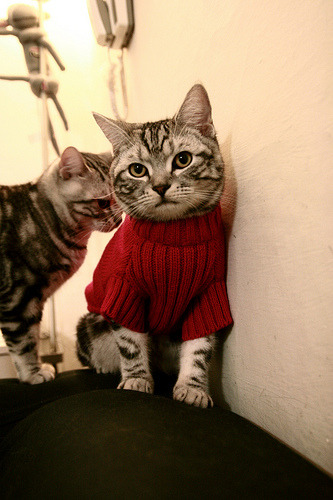 巴西队在美洲杯决赛中以2-1战胜阿根廷,夺得冠军,美洲杯巴西对阿根廷决赛