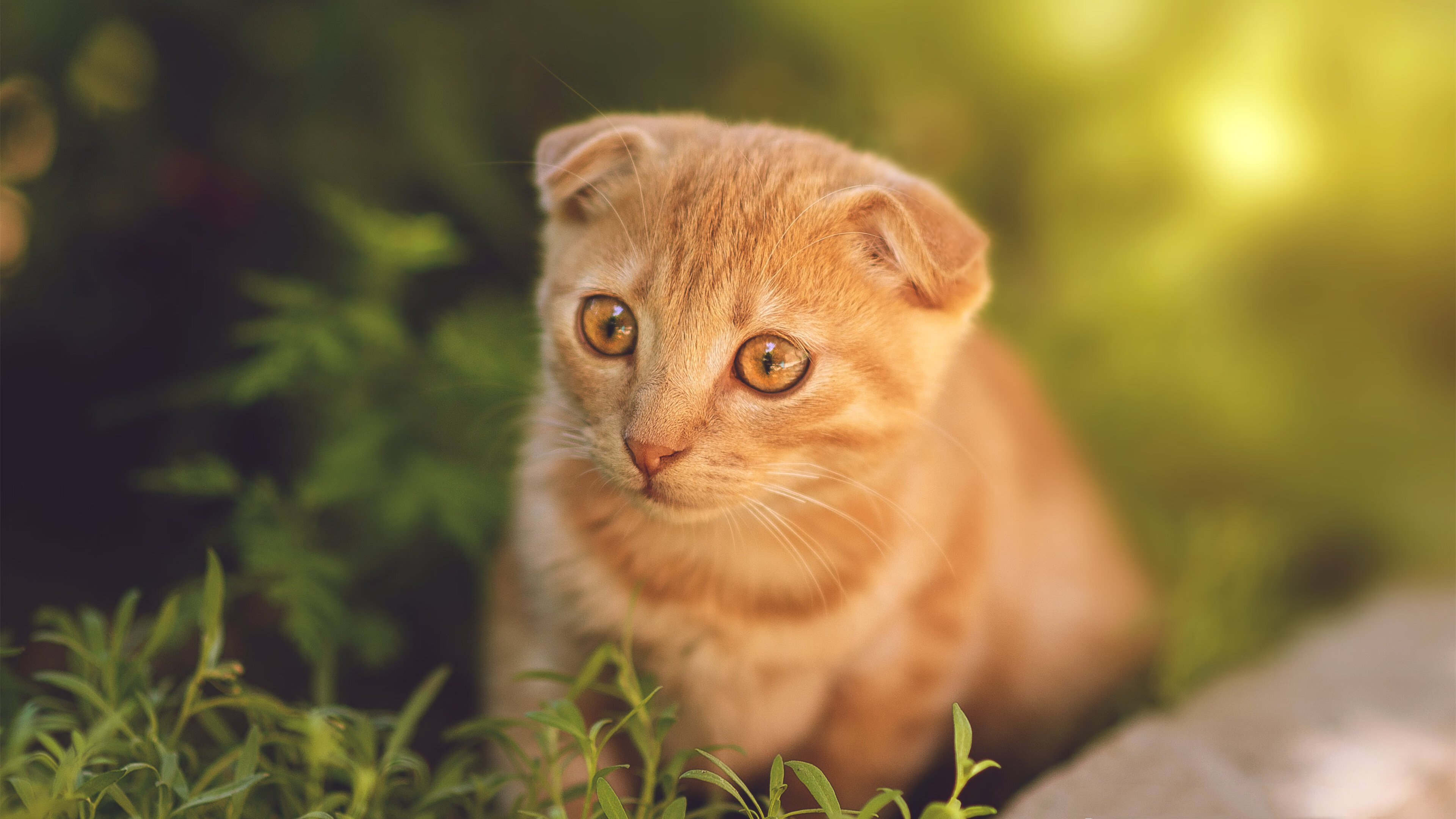 kaiyun.com-热刺引进西甲射手，球队进攻大提升，热刺最佳射手