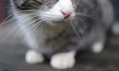 开云中国-球星合同即将到期，是否会选择续约成谜，球员合同到期后没有和俱乐部续约怎么办