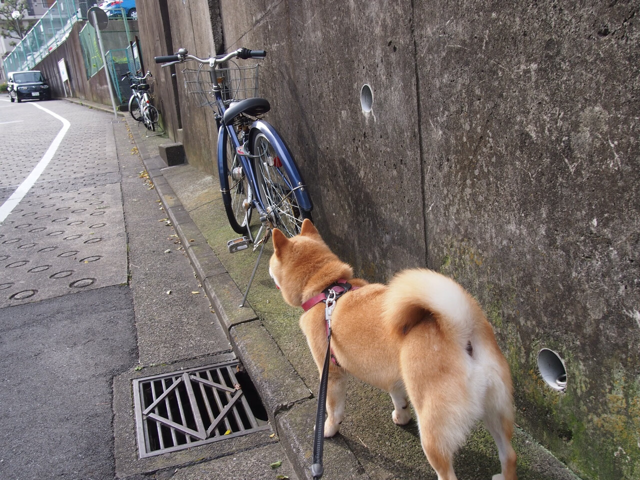 球星合同即将到期,是否会选择续约成谜,球员合同到期后没有和俱乐部续约怎么办