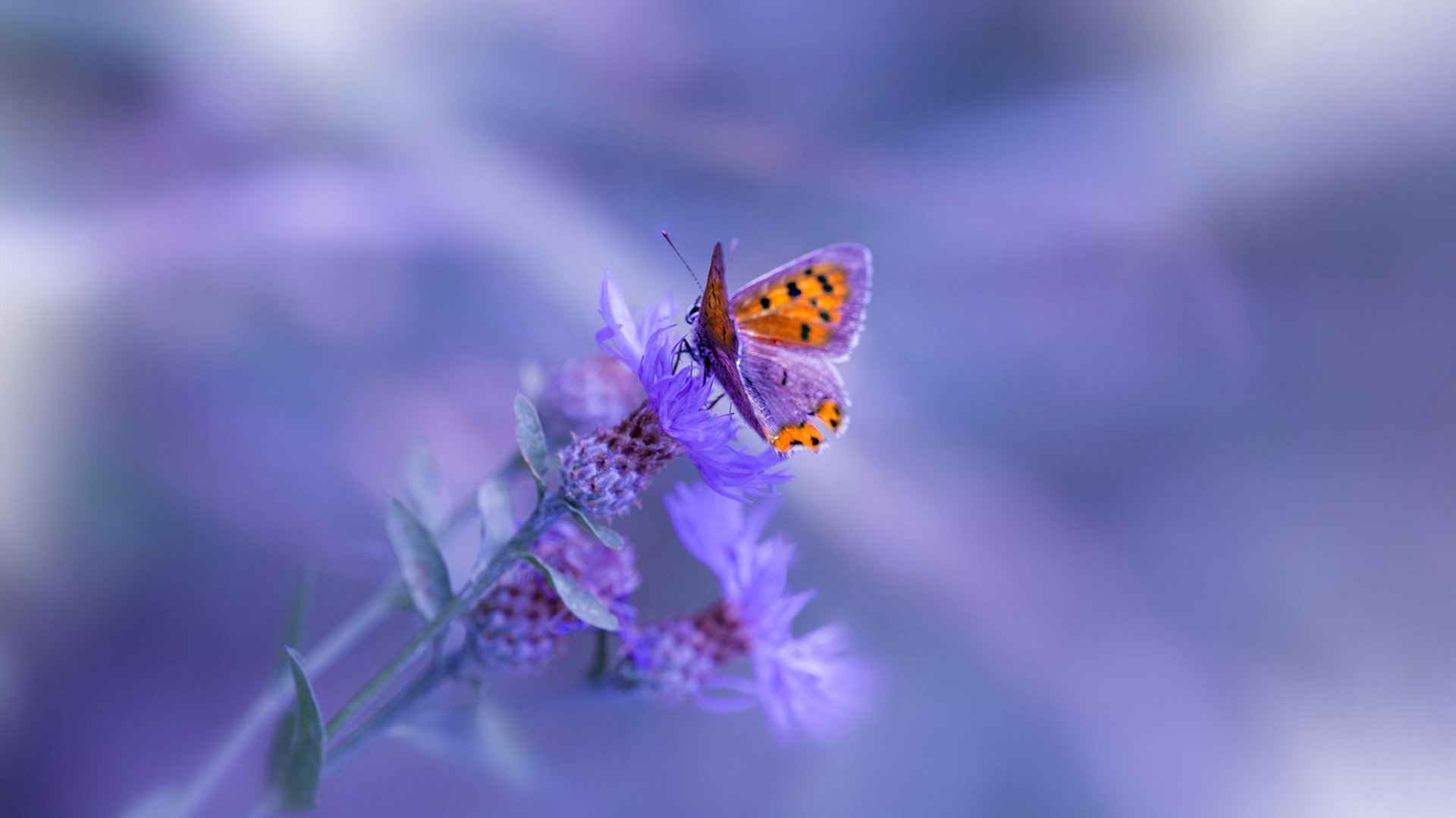 kaiyun体育app-纽波特郡进攻有序，艾克斯球场期待胜利，纽波特之战