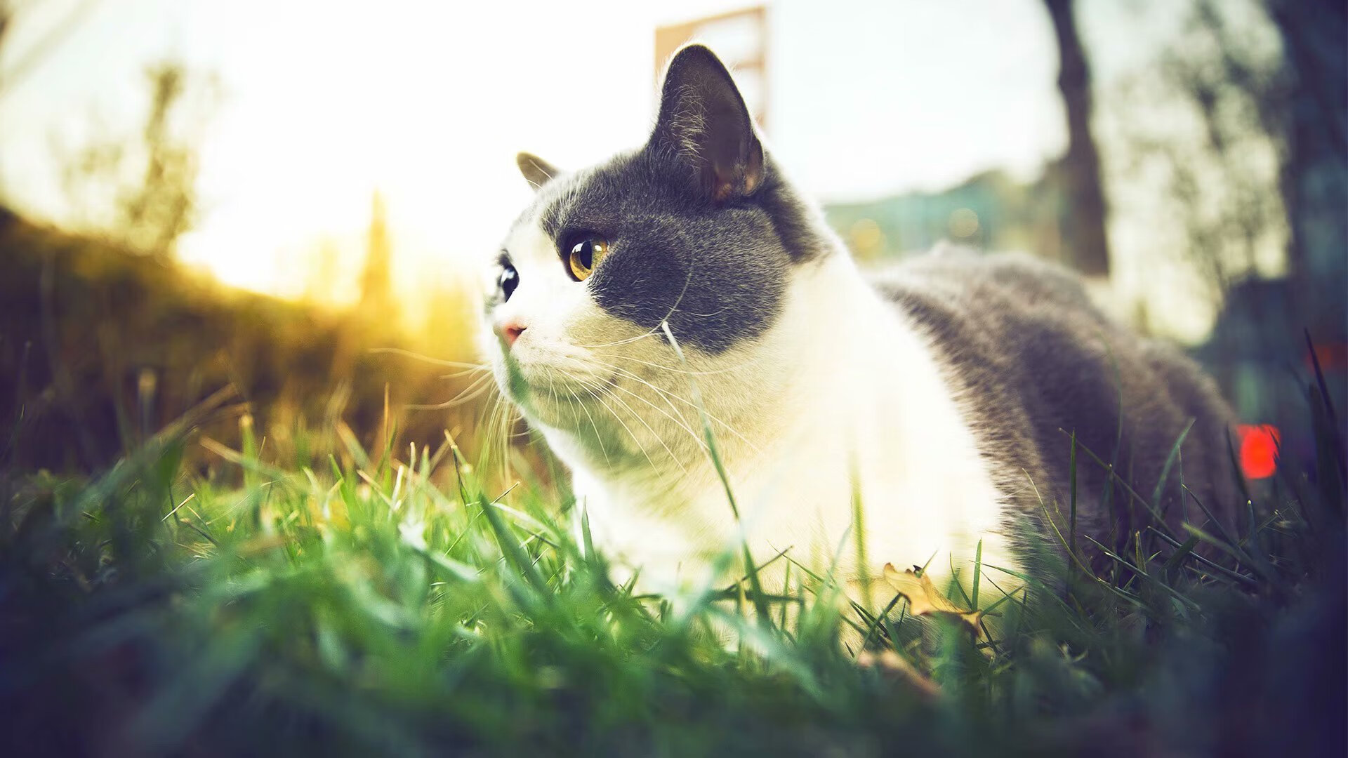 开云·Kaiyun网页版-阿贾克斯遭遇利物浦逆转，无缘欧冠四强，阿贾克斯对利物浦比赛时间