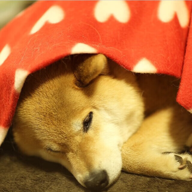 开云体育APP下载-马略卡主场0-2不敌赫塔费，遭遇失利，马略卡战绩