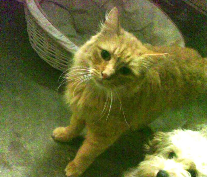 中国篮球联赛观众行为特征分析与市场营销策略,篮球比赛观众席视角