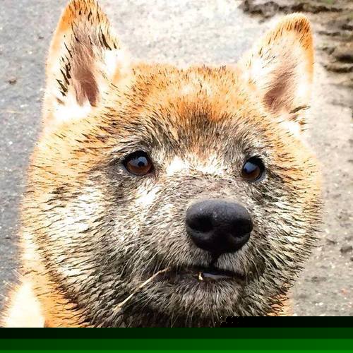 智能体育装备在运动技能训练中的应用,智能化体育器材