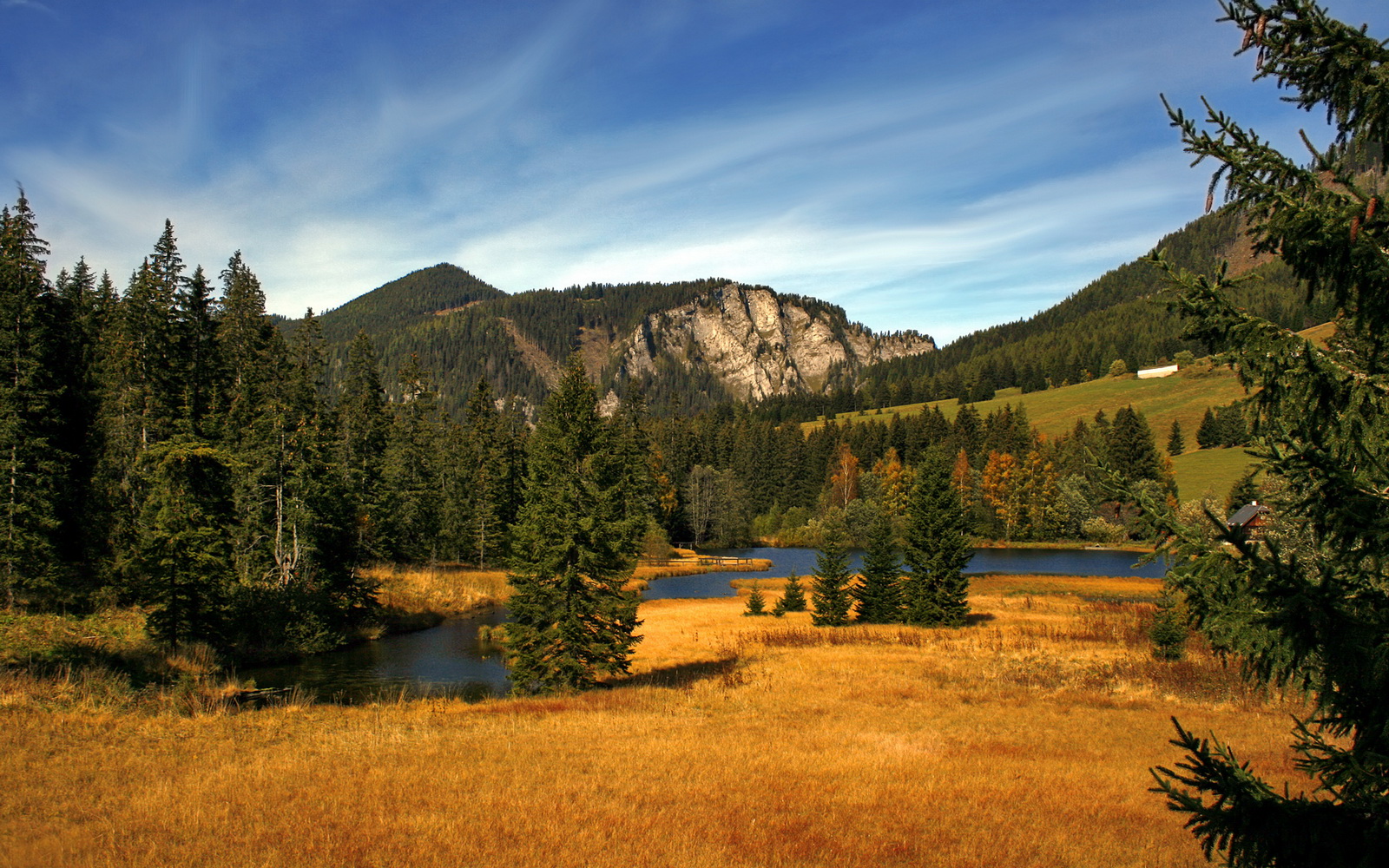 青年教练:新一代的战术大师培养大法,战术大师最强训练家青鸟