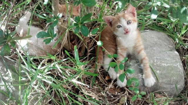 高校体育赛事风险预警体系建设与管理实践,体育赛事风险及防范措施