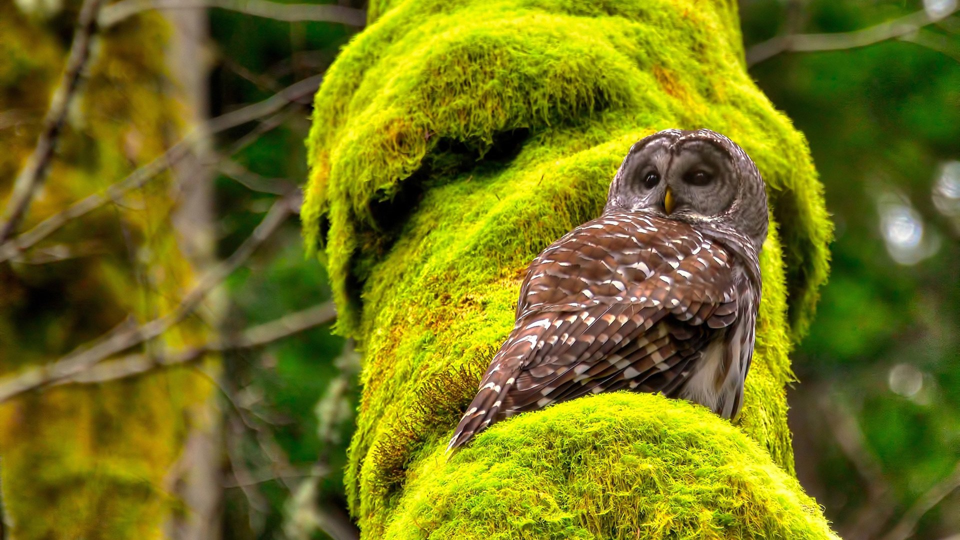 埃及赛制解析:如何在全球竞争中增强本土优势,埃及的比赛