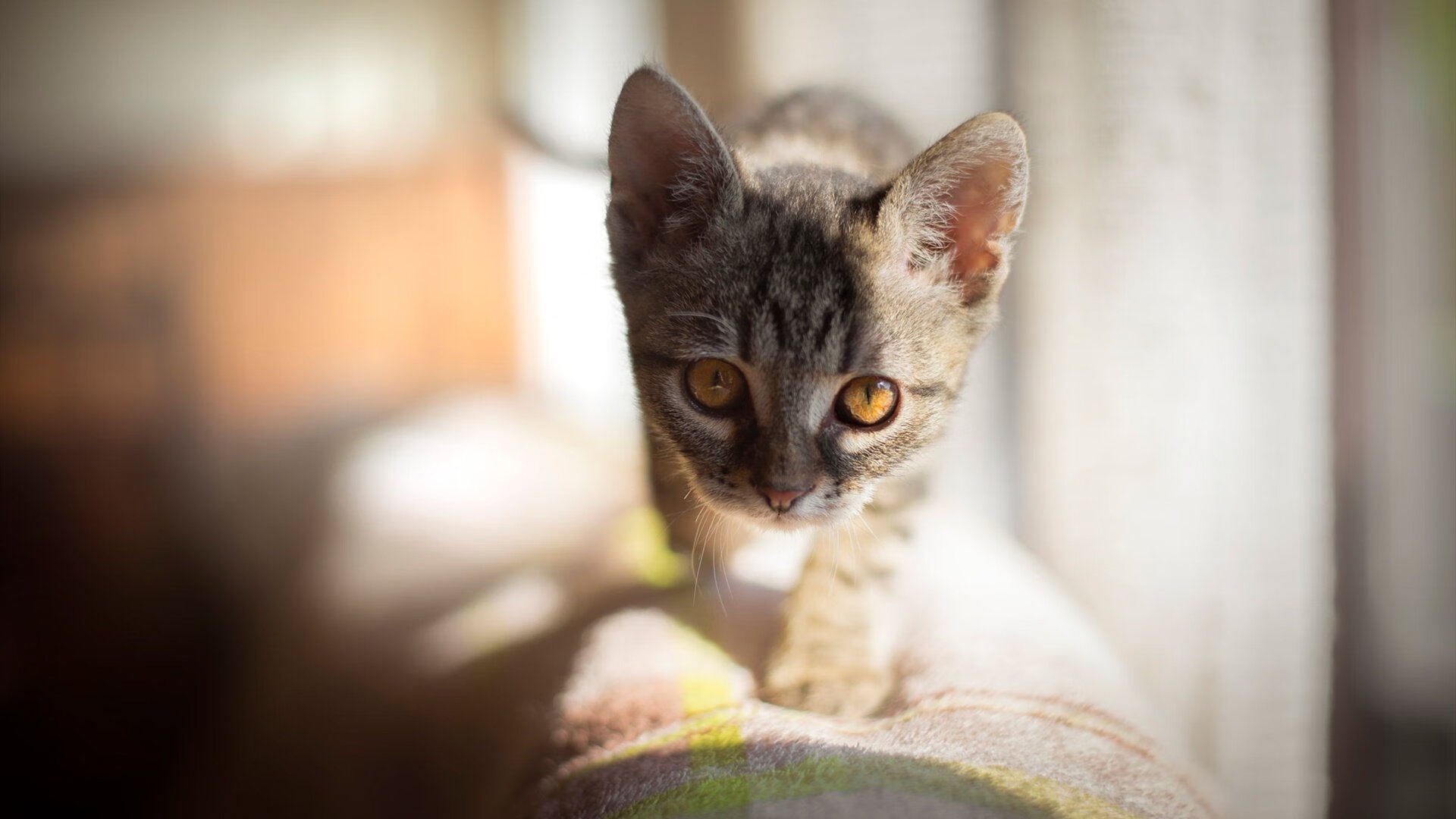 开云入口-球队防守型中场是否更适合关键战逆风局安排，防守型中场百度百科