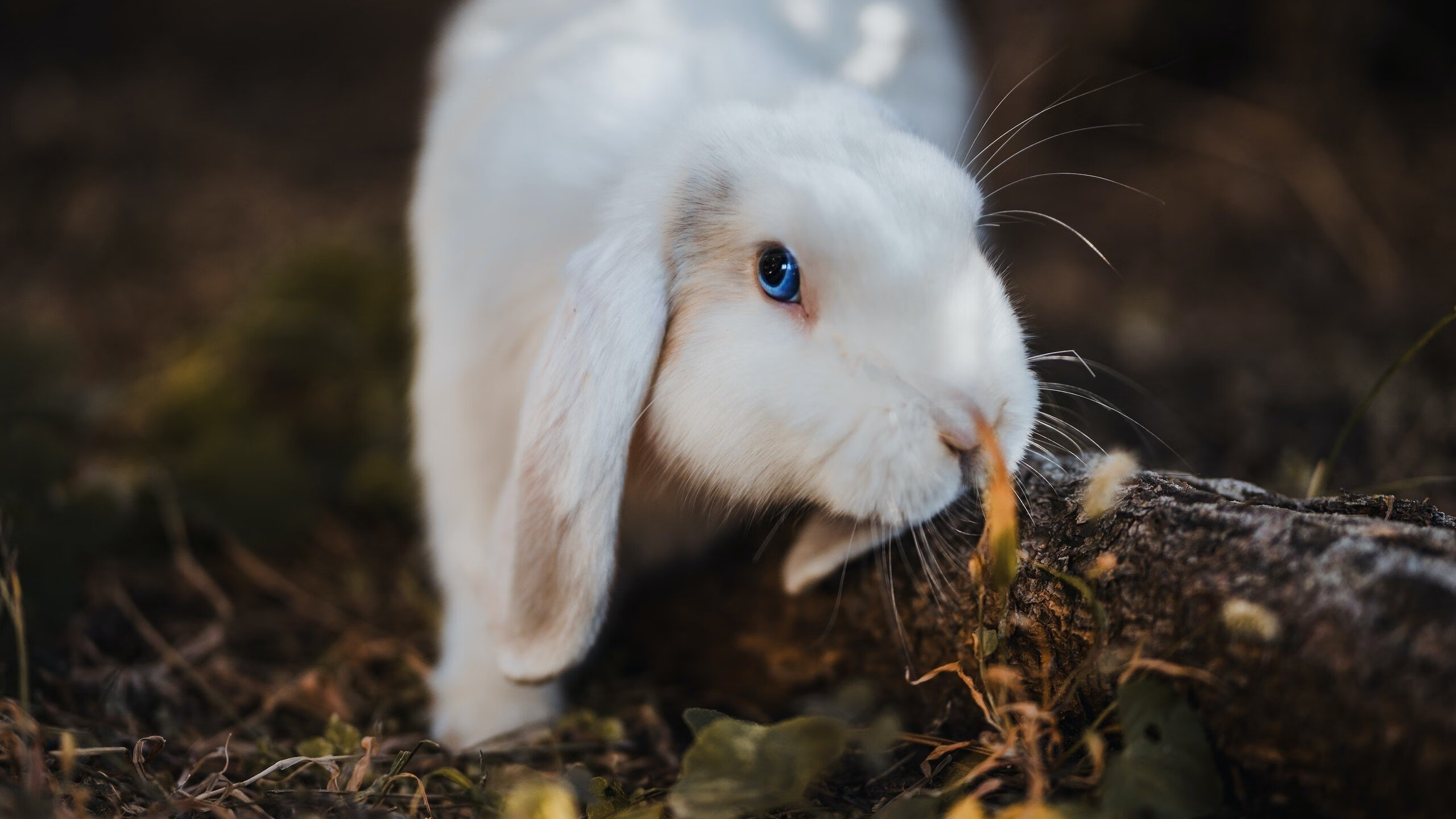 CBA新赛季口号发布展现联赛全新面貌,cba新赛季宣传片