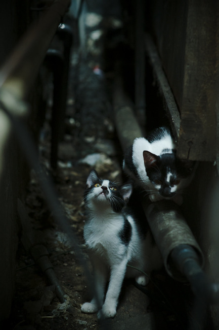 奇库诺娃完美起跳助力夺冠,库奇娜百度百科