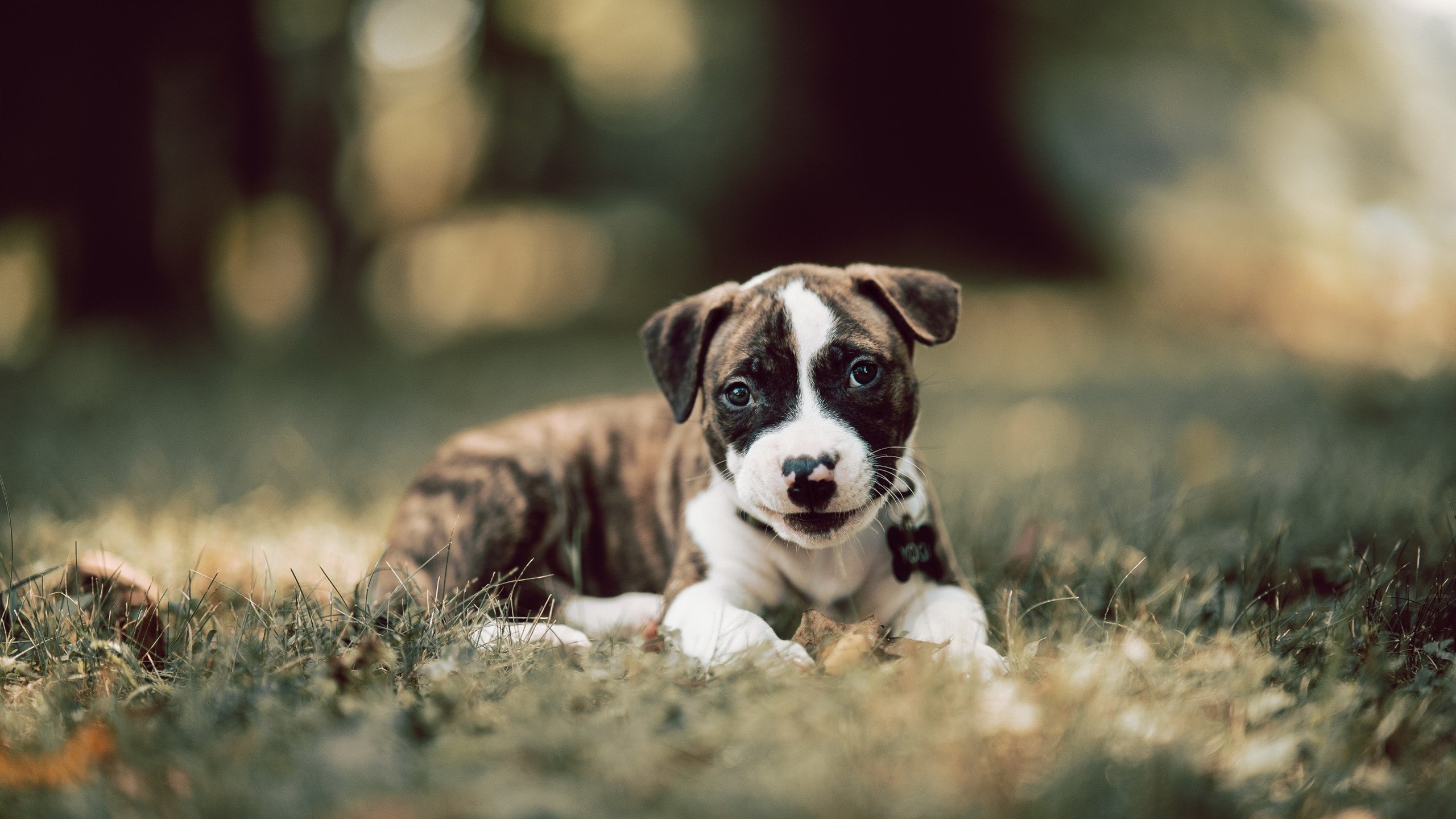 王宗源男子3米跳板赛道亮点,王宗源 跳水