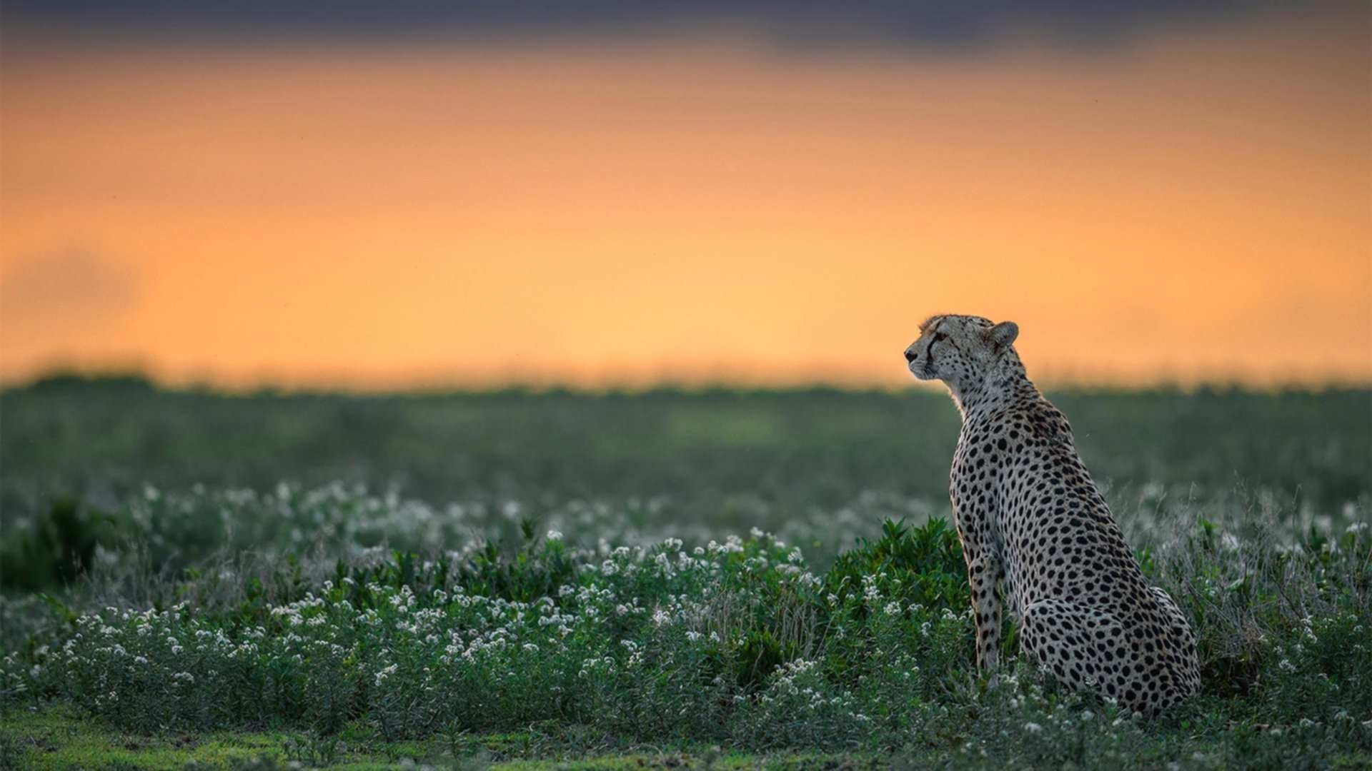 科特迪瓦男篮在非洲锦标赛中展现实力,争夺佳绩