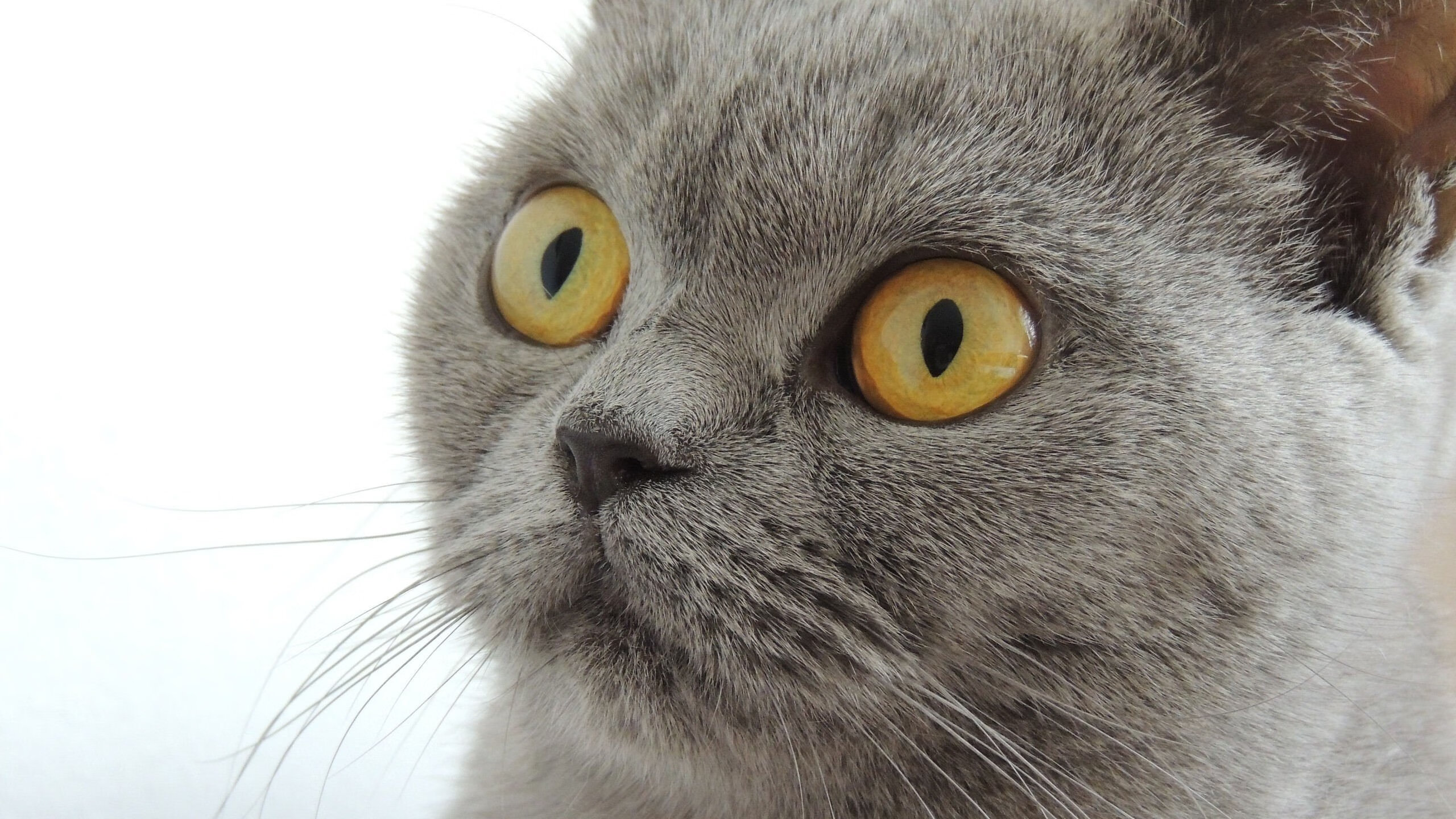 Kaiyun官方登录入口-美国队接力队员齐心协力助力夺冠