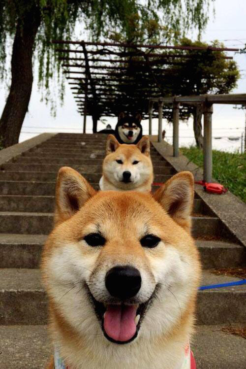 美洲杯超级比赛:逆袭、绝杀、战术大比拼,美洲杯集锦视频